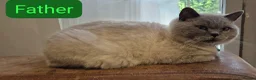 British Shorthair cats for sale: Stunning British Short hair / Colour point kittens - Advert 11