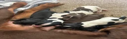 Sprocker dogs for sale: F1 Sprocker puppies.  - Advert 2