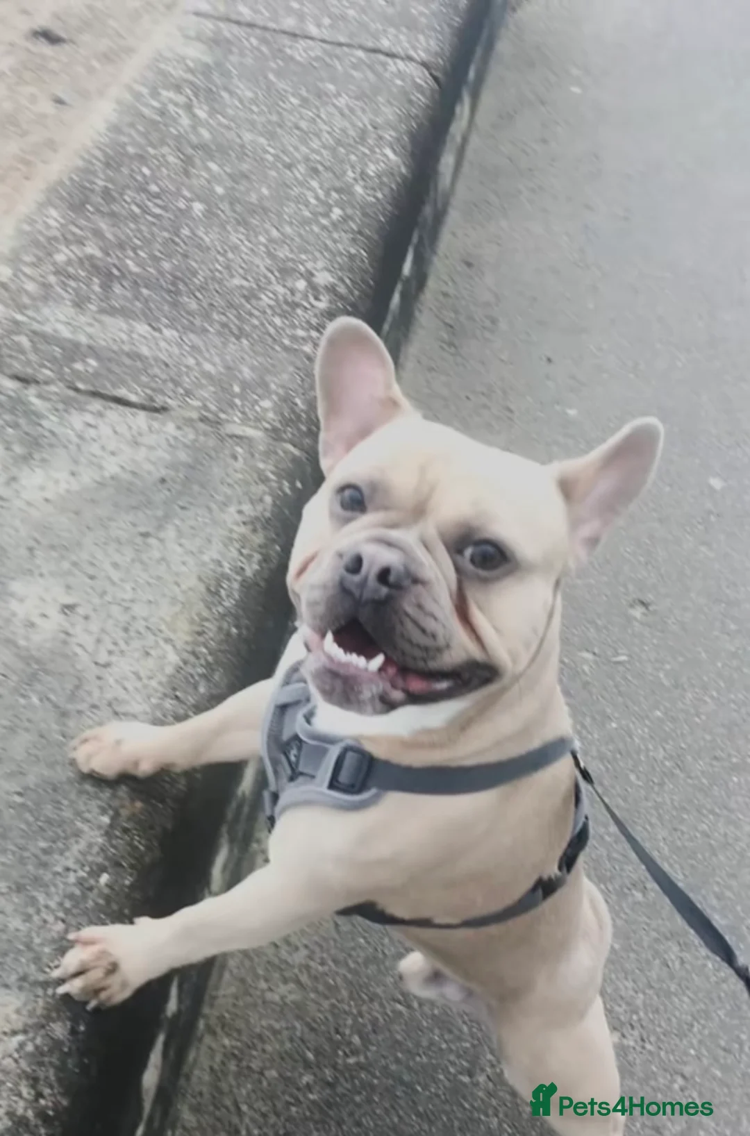 French Bulldog dogs for stud: KC registered french bulldog stud - Advert 1