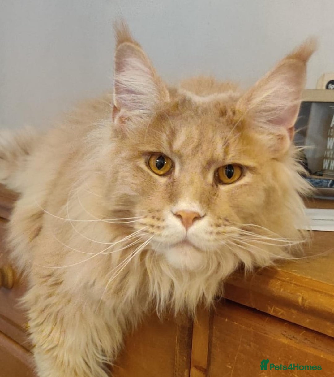Maine Coon cats Giant Softie! Stunning 2 yr old pedigree XL MC boy - Advert 2