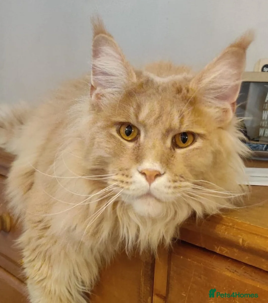 Maine Coon cats for sale: Giant Softie! Stunning 2 yr old pedigree XL MC boy - Advert 1