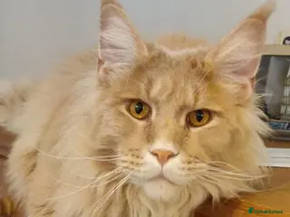 Maine Coon cats Giant Softie! Stunning 2 yr old pedigree XL MC boy - Advert 2