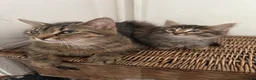 Mixed Breed cats for sale: One male one female fluffy kitten - Advert 2
