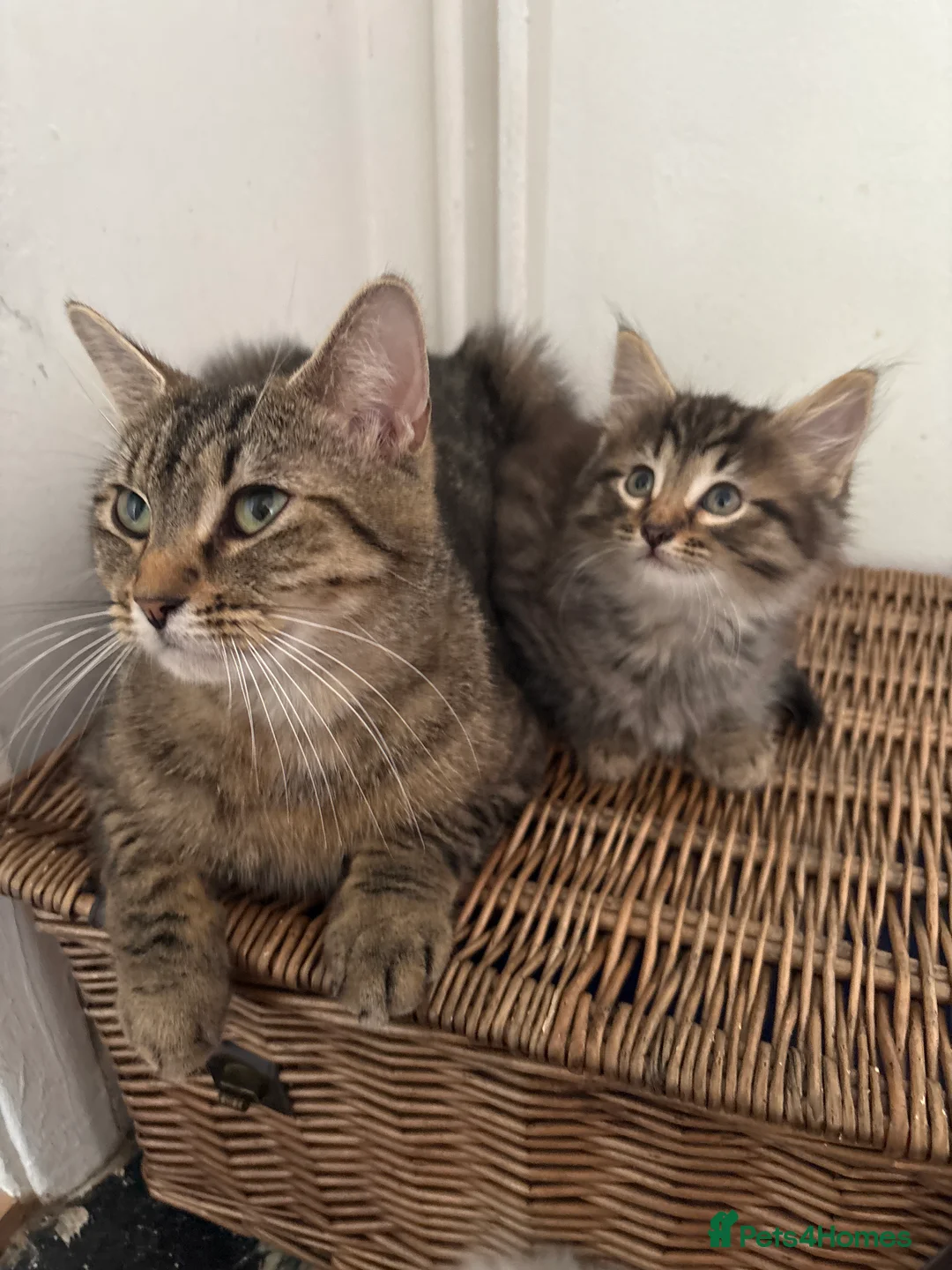 Mixed Breed cats for sale: One male one female fluffy kitten - Advert 2