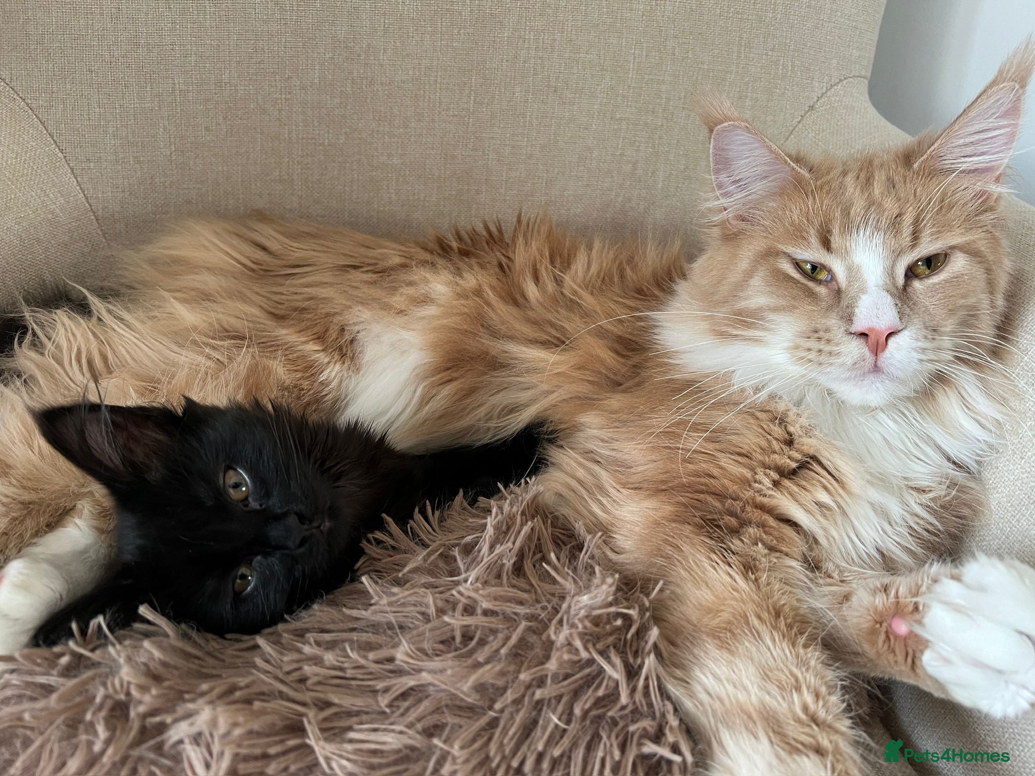 Maine Coon cats Maine Coon & Ragamuffin for sale - Advert 2