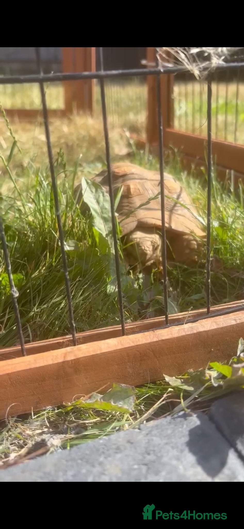Tortoise reptiles 2 year old Sulcata tortoise  - Advert 5