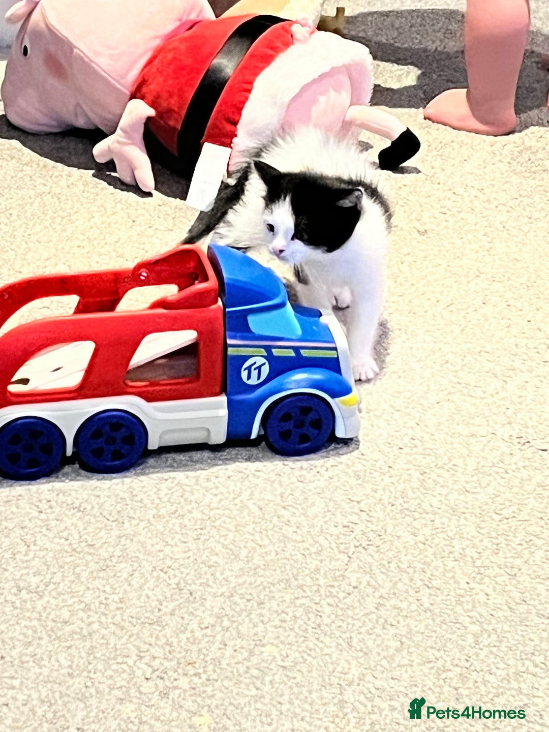 Mixed Breed cats for sale: Kittens  - Advert 5