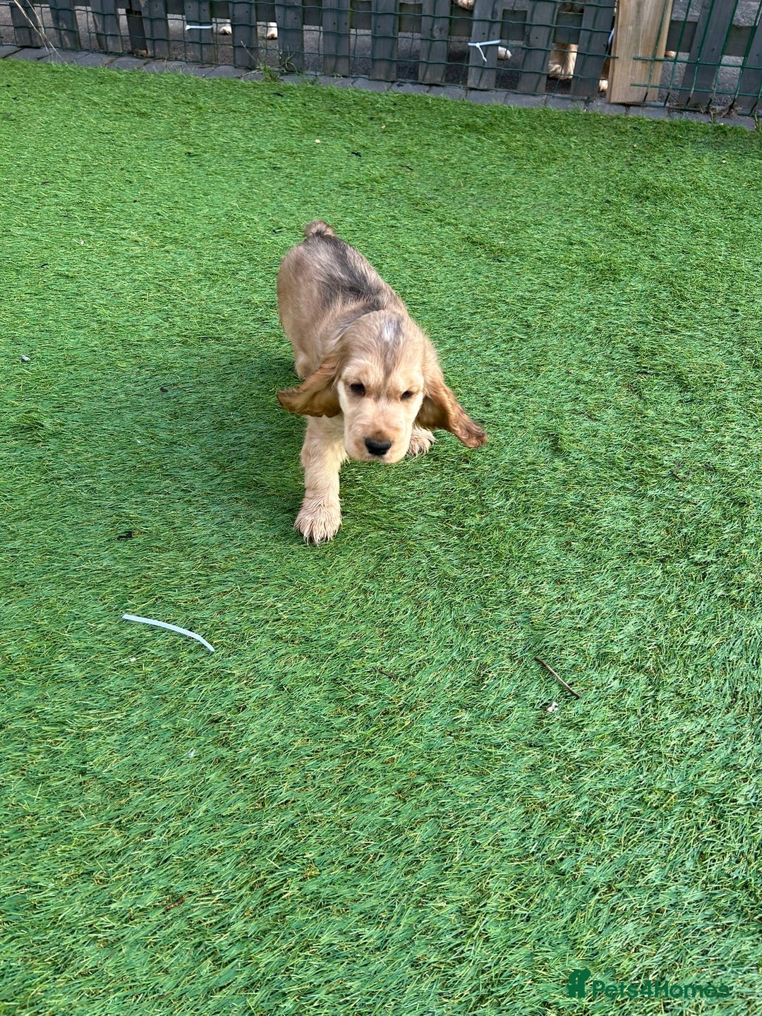Cocker Spaniel dogs for sale: Gorgeous simbawood cocker spaniel 1 boy 1 girl  - Image 5