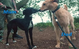 Lurcher dogs for sale: Lurcher Pups - Image 8