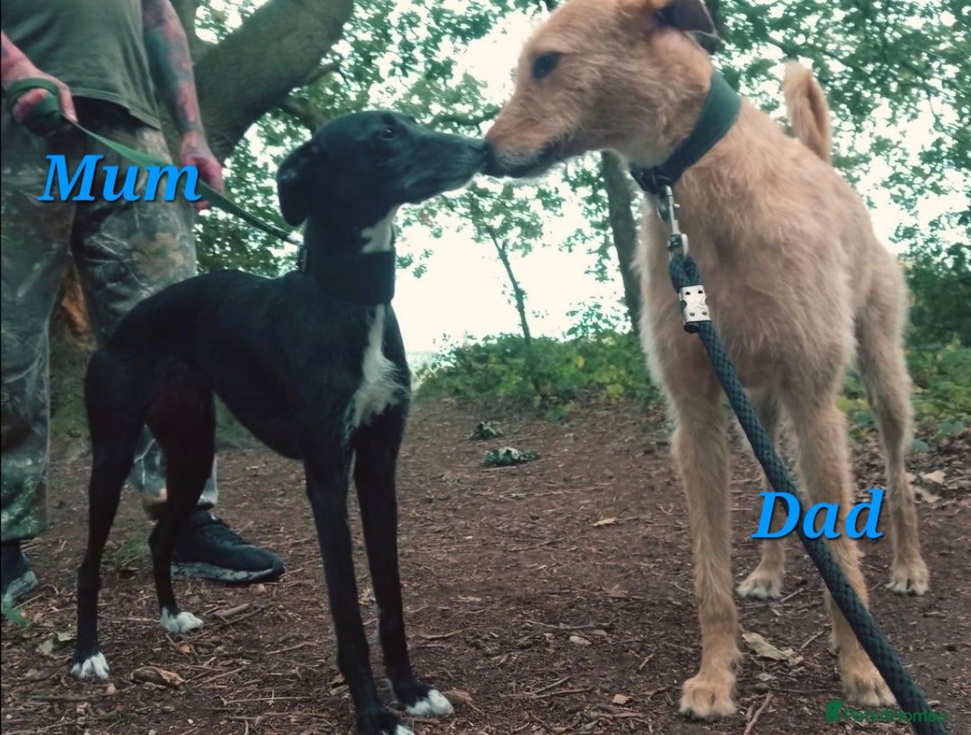 Lurcher dogs for sale: Lurcher Pups - Image 8