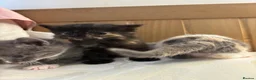 British Shorthair cats for sale: Adorable Kittens Looking for Loving Homes - Advert 15
