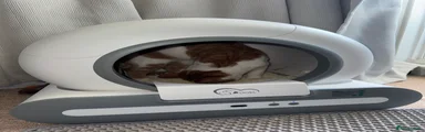 Domestic Shorthair 1