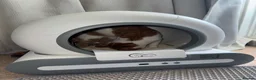 Domestic Shorthair cats for sale: 8 mo MALE domestic ginger/white kitten in London - Advert 6