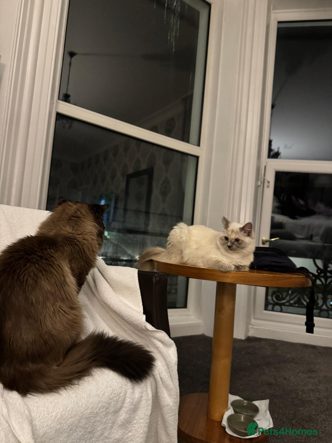 Ragdoll cats for sale: 7 Adorable Ragdoll Kittens Ready for Loving Homes - Advert 4