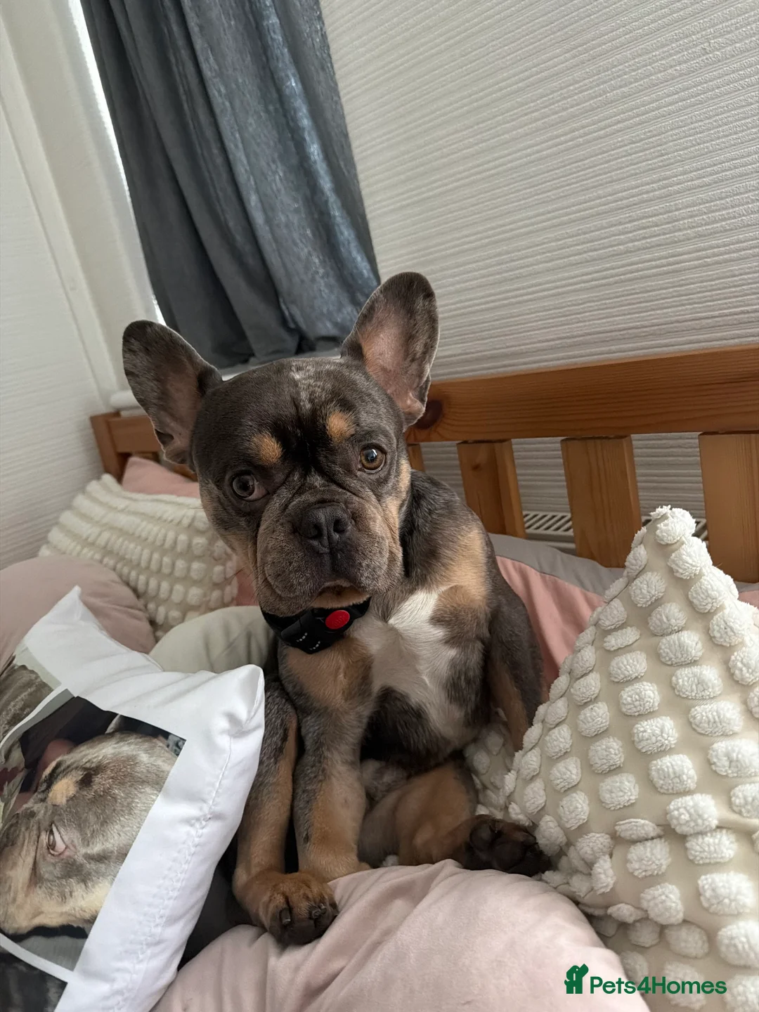 French Bulldog dogs for sale: Zeus  in Stockport - Advert 2