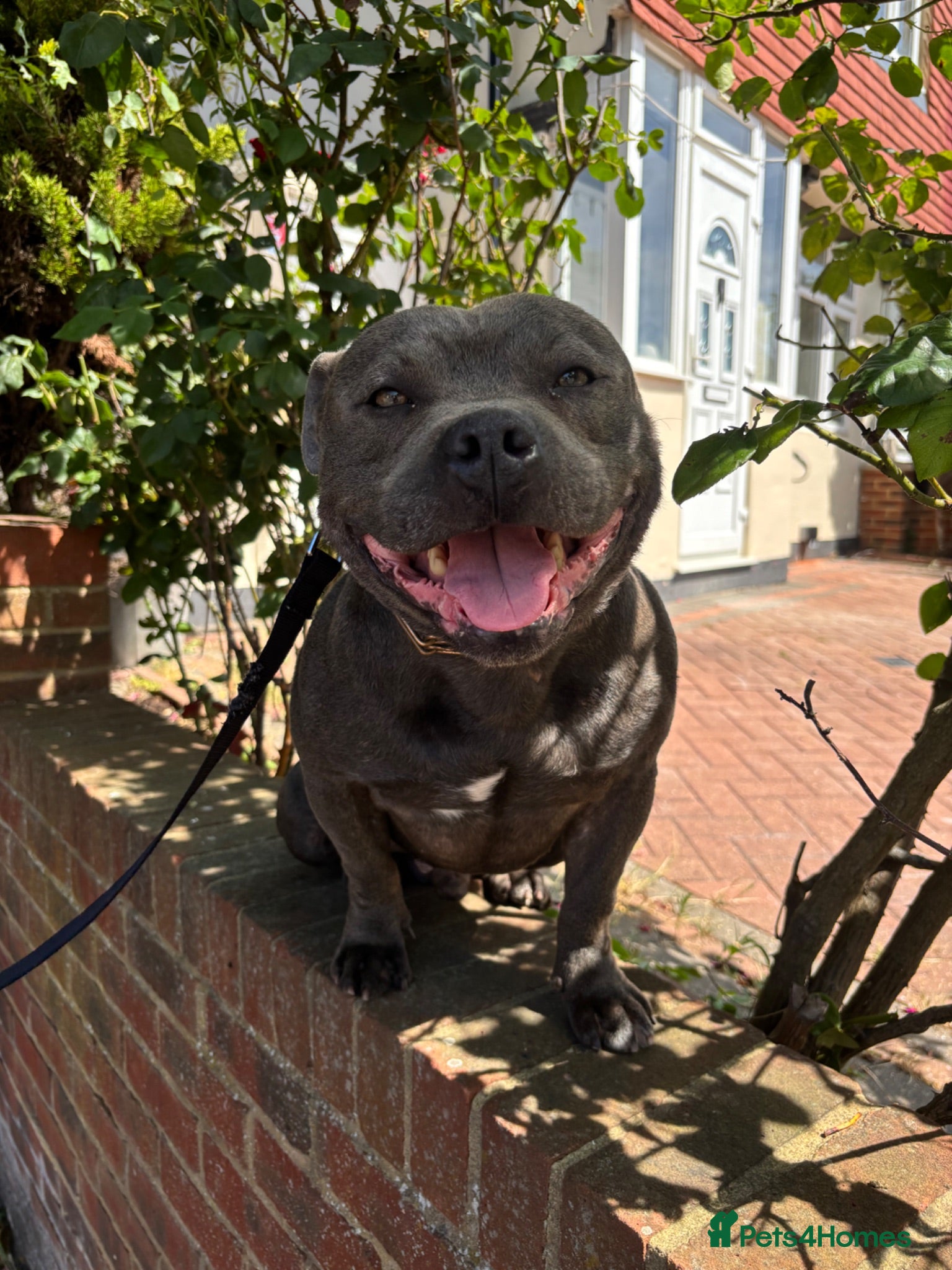 Staffordshire Bull Terrier dogs 🐕 FOR SALE: KENLEAP RED MARS  - Advert 6