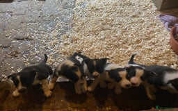 Border Collie dogs for sale: 6 border collie puppies  - Image 17