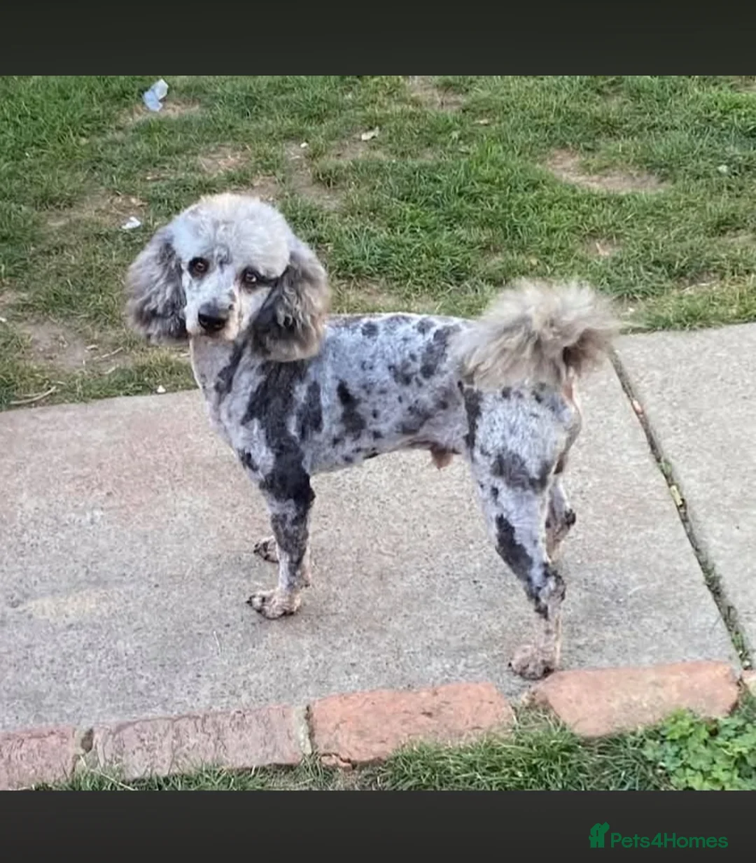 Labradoodle dogs for sale: Miniature Labradoodle Puppies  in Dover - Advert 8