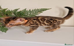 Bengal cats for sale: Stunning Glittered Pedigree Benga kittens  - Image 25