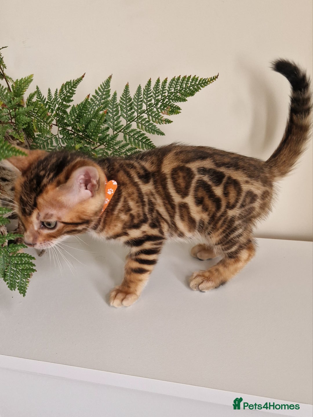 Bengal cats for sale: Stunning Glittered Pedigree Benga kittens  - Image 25