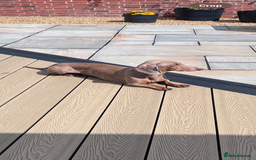 Dachshund dogs for sale: Male Dachshund for rehoming  - Image 2