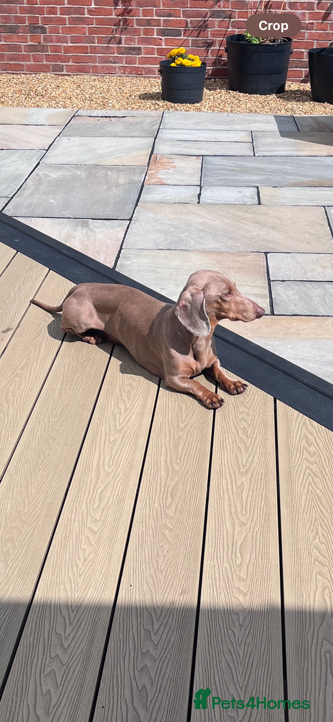 Dachshund dogs for sale: Male Dachshund for rehoming  - Image 2