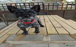 Mixed Breed dogs for sale: 2 year old Pug x westie - Image 5