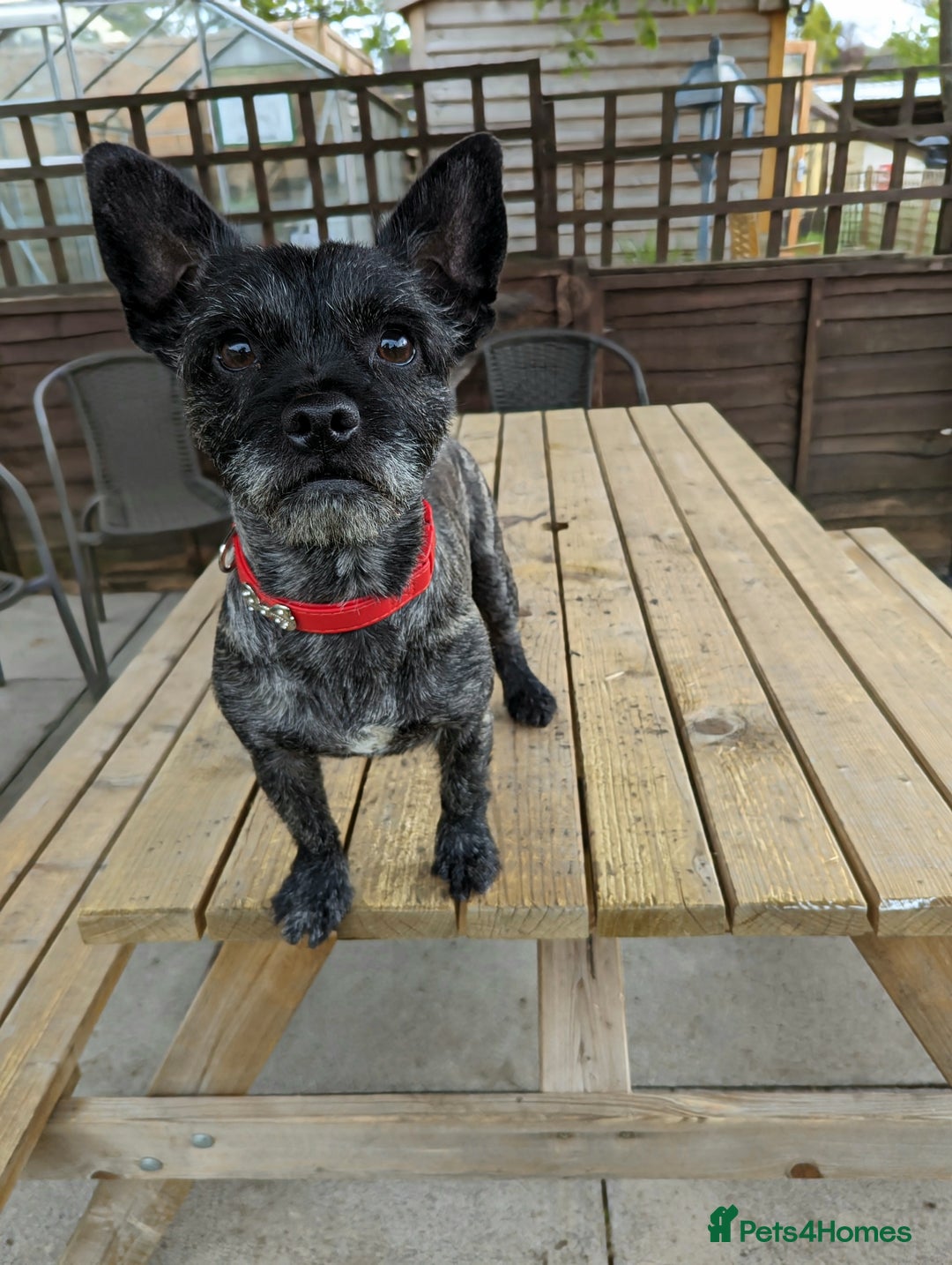 Mixed Breed dogs for sale: 2 year old Pug x westie - Image 5