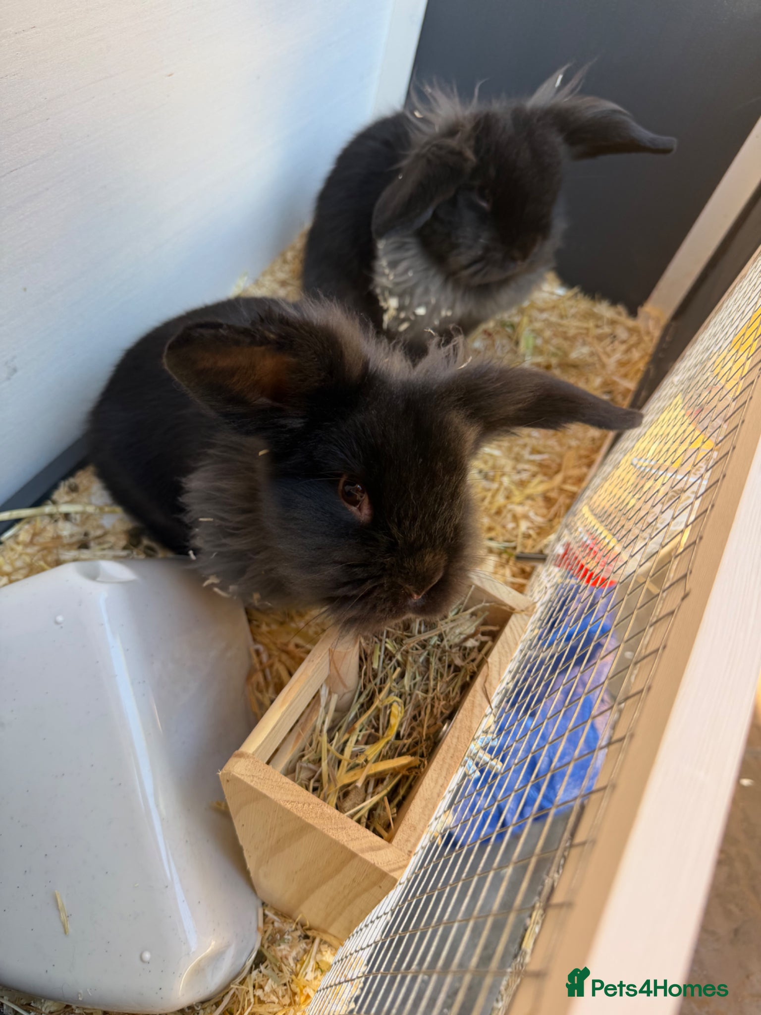 Mini Lion Lop rabbits Gorgeous lion head loop - Advert 2
