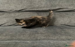 Mixed Breed cats for sale: Mixed kittens ready to go early december - Image 12