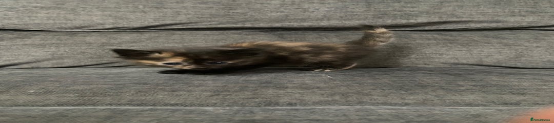 Tortoiseshell Girl  (Darker)