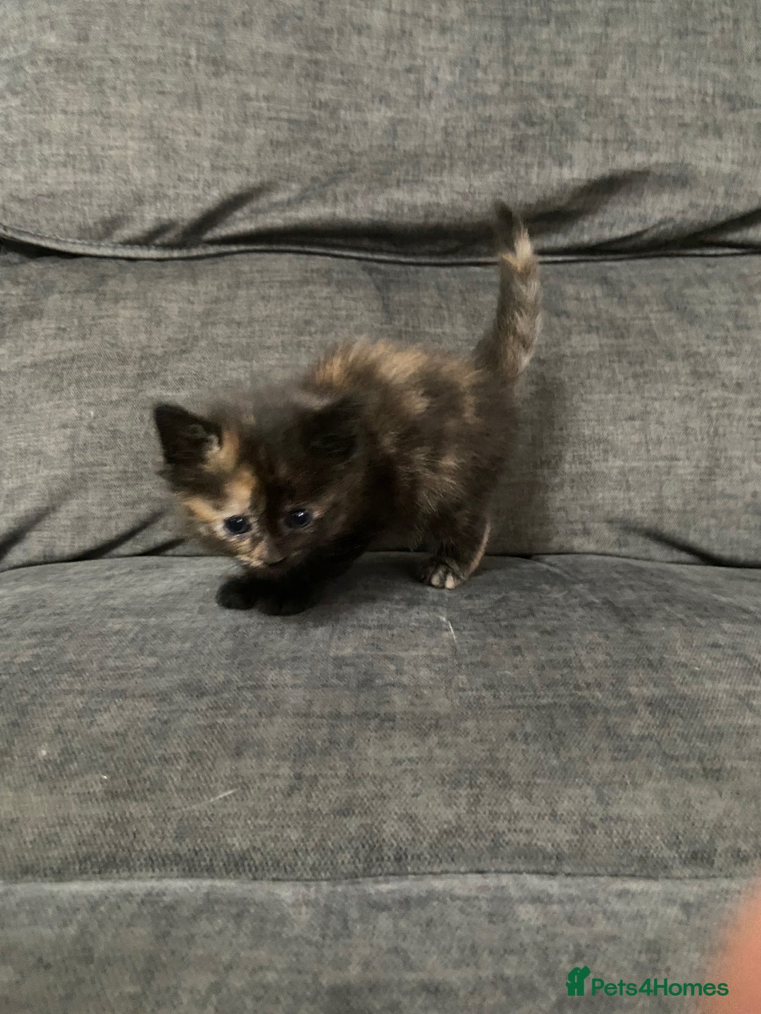 Mixed Breed cats for sale: Mixed kittens ready to go early december - Image 12