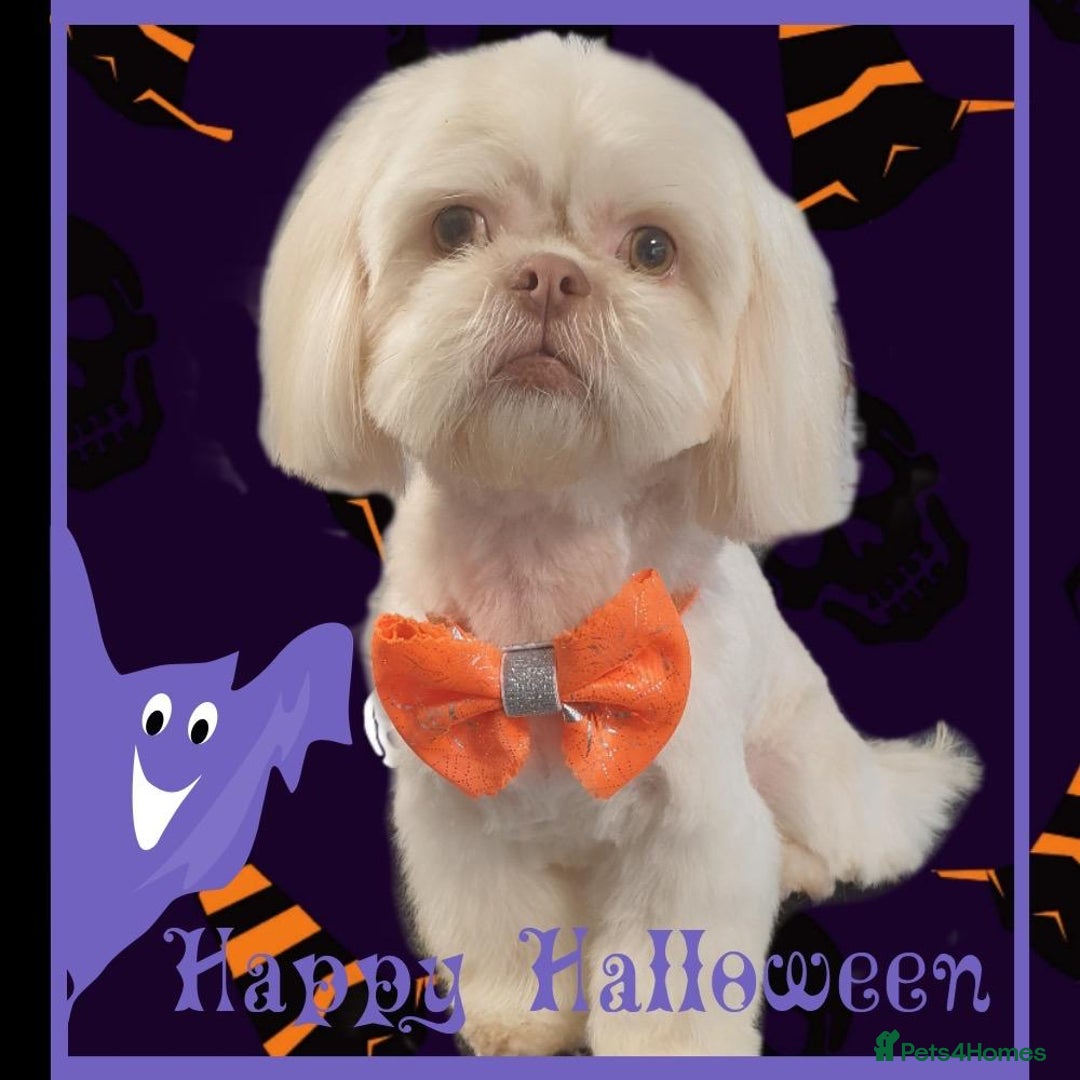 Shih Tzu dogs for sale: SHIH TZU litter. Ready 15/01/2026 - Advert 14