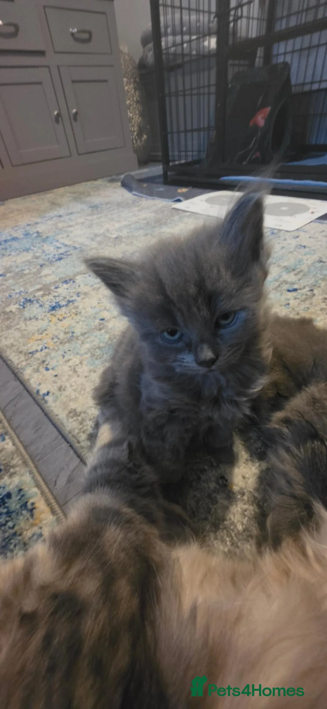 Mixed Breed cats for sale: Kittens mum silver tabby maincoon dad maincoon  - Advert 1