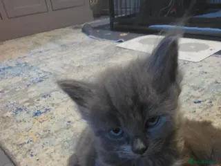 Mixed Breed cats Kittens mum silver tabby maincoon dad maincoon - Advert 1