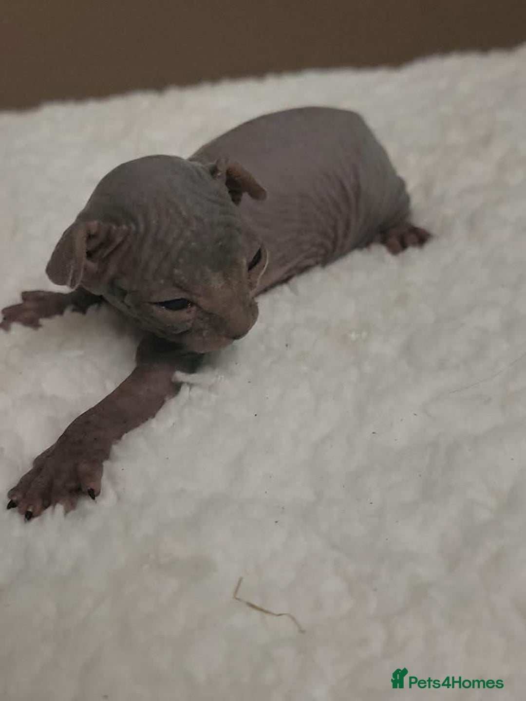 Sphynx cats for sale: Sphinx  - Image 18