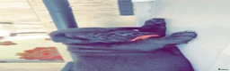 Cane Corso dogs for sale: Pure breed Cane Corso puppy’s  in Bristol - Advert 4