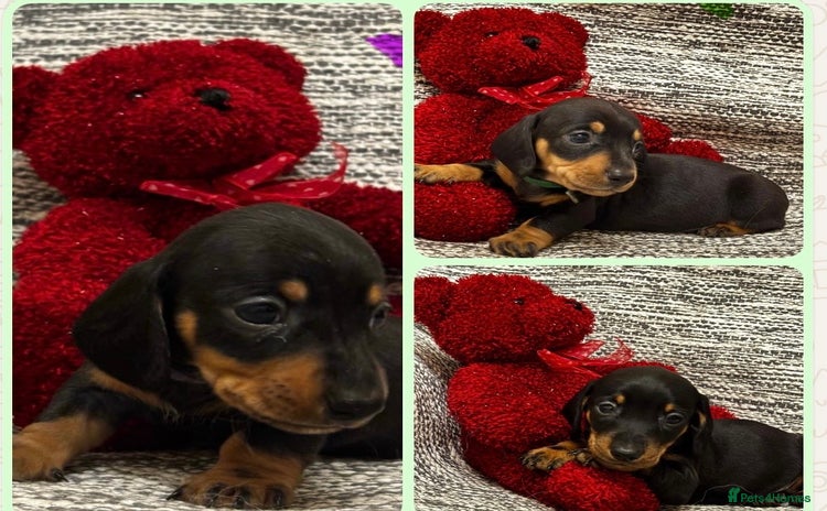 Miniature Dachshund dogs - Advert 1