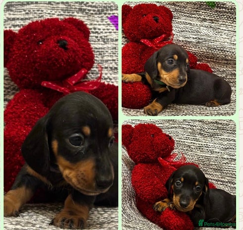 Miniature Dachshund dogs - Advert 1