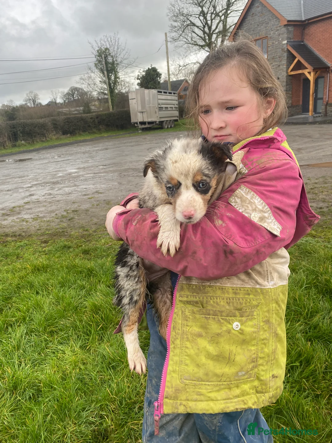 Mixed Breed dogs for sale: Blue/ black and white puppies for sale  - Advert 2