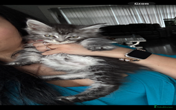 Maine Coon cats for sale: Russian XL Maine coon GIRL still looking HOME! ❤️ in Preston - Image 14