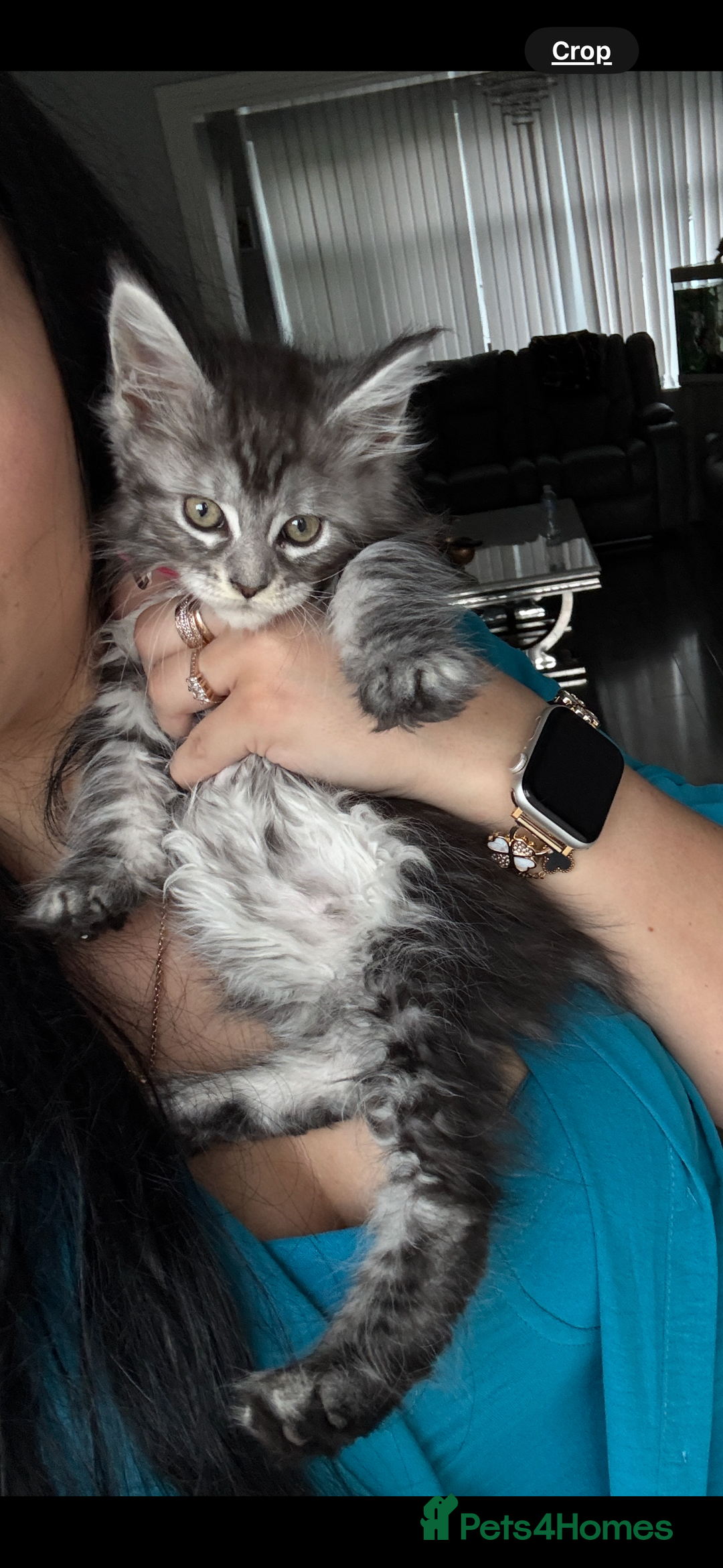 Maine Coon cats for sale: Russian XL Maine coon GIRL still looking HOME! ❤️ in Preston - Image 14