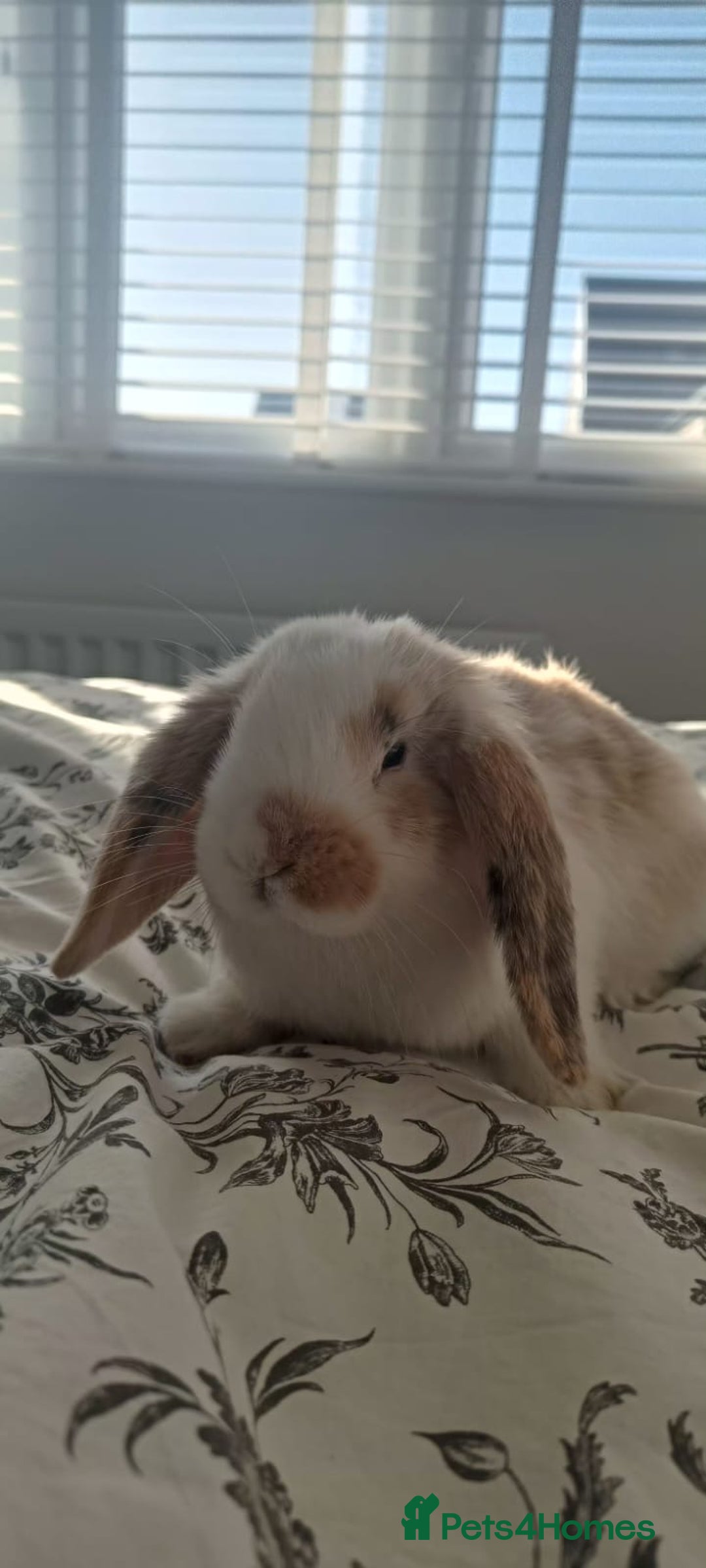 Mini Lop rabbits for sale: Adorable Mini Lop Baby Bunnies for sale - Advert 8