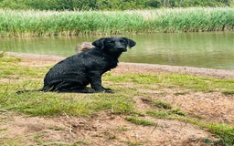 Labrador Retriever dogs for sale: Black lab  - Image 4