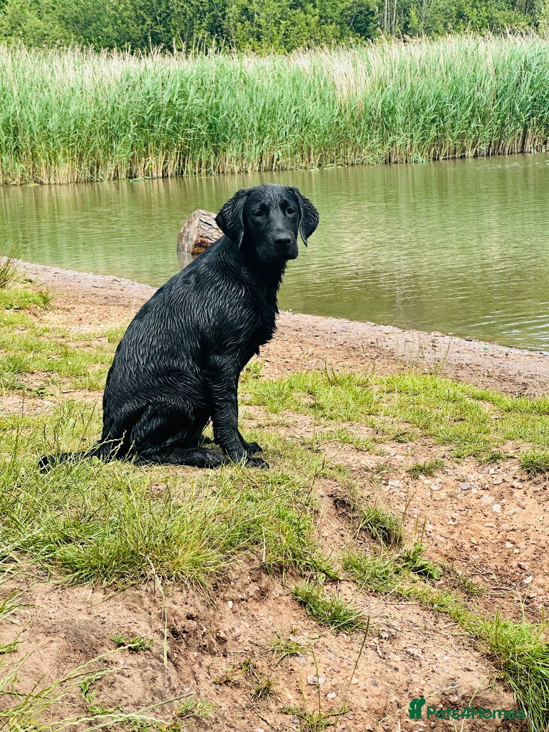 Labrador Retriever dogs for sale: Black lab  - Image 4