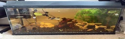 Mollies fish for sale: established fish tank   in Colchester - Advert 1