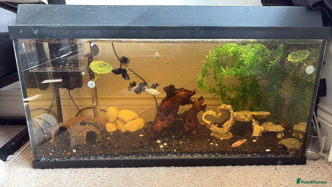 Mollies fish for sale: established fish tank   in Colchester - Advert 1