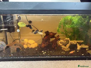 Mollies fish established fish tank - Advert 1