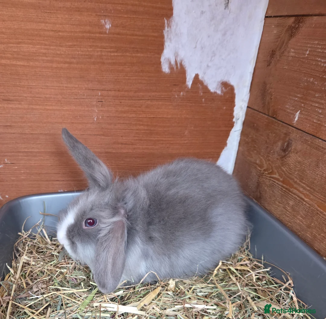 Angora rabbits for sale: Lilac split teddywidder x minilop - Advert 2