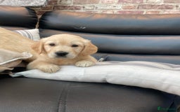 Golden Retriever dogs for sale: 5⭐️ Golden Retriever Puppies - Ready Soon ❤️🐶 - Image 28